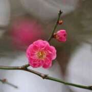 ヒメ日記 2025/02/27 21:22 投稿 かよ 吉原ファーストレディ