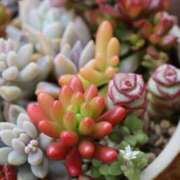 ヒメ日記 2025/03/03 14:46 投稿 かよ 吉原ファーストレディ