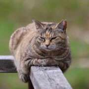 ヒメ日記 2025/03/04 10:26 投稿 かよ 吉原ファーストレディ