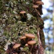 ヒメ日記 2025/03/10 17:36 投稿 かよ 吉原ファーストレディ