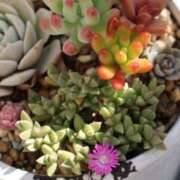 ヒメ日記 2025/03/11 09:46 投稿 かよ 吉原ファーストレディ