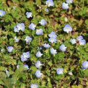 ヒメ日記 2025/03/25 20:56 投稿 かよ 吉原ファーストレディ