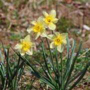 ヒメ日記 2025/03/26 22:28 投稿 かよ 吉原ファーストレディ