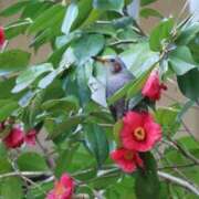 ヒメ日記 2025/03/27 21:06 投稿 かよ 吉原ファーストレディ