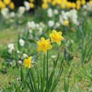 ヒメ日記 2025/03/29 22:46 投稿 かよ 吉原ファーストレディ