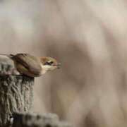ヒメ日記 2025/03/30 23:26 投稿 かよ 吉原ファーストレディ