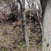 ヒメ日記 2025/04/04 22:50 投稿 かよ 吉原ファーストレディ