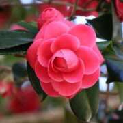 ヒメ日記 2025/04/08 15:36 投稿 かよ 吉原ファーストレディ