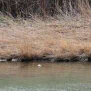 ヒメ日記 2025/04/10 19:31 投稿 かよ 吉原ファーストレディ