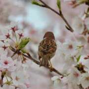 ヒメ日記 2025/04/12 22:24 投稿 かよ 吉原ファーストレディ