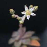 ヒメ日記 2025/04/13 21:13 投稿 かよ 吉原ファーストレディ