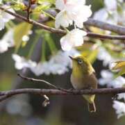 ヒメ日記 2025/04/14 22:06 投稿 かよ 吉原ファーストレディ