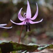 ヒメ日記 2025/04/15 16:38 投稿 かよ 吉原ファーストレディ