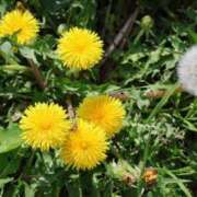 ヒメ日記 2025/04/17 17:46 投稿 かよ 吉原ファーストレディ