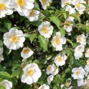 ヒメ日記 2025/04/20 17:11 投稿 かよ 吉原ファーストレディ