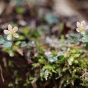 ヒメ日記 2025/04/21 09:36 投稿 かよ 吉原ファーストレディ