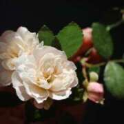 ヒメ日記 2025/04/21 19:46 投稿 かよ 吉原ファーストレディ