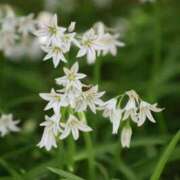 ヒメ日記 2025/04/22 21:26 投稿 かよ 吉原ファーストレディ