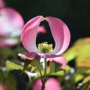 ヒメ日記 2025/04/23 07:56 投稿 かよ 吉原ファーストレディ