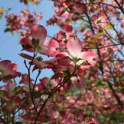 ヒメ日記 2025/04/23 20:48 投稿 かよ 吉原ファーストレディ