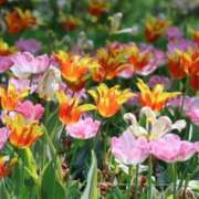 ヒメ日記 2025/04/23 22:11 投稿 かよ 吉原ファーストレディ