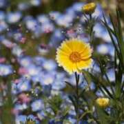 ヒメ日記 2025/04/24 18:36 投稿 かよ 吉原ファーストレディ