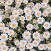 ヒメ日記 2025/04/26 16:06 投稿 かよ 吉原ファーストレディ