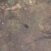 ヒメ日記 2025/04/26 16:26 投稿 かよ 吉原ファーストレディ