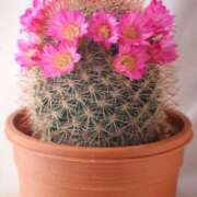 ヒメ日記 2025/04/27 15:46 投稿 かよ 吉原ファーストレディ