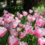 ヒメ日記 2025/04/30 08:18 投稿 かよ 吉原ファーストレディ