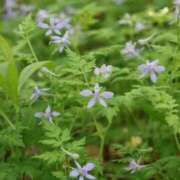 ヒメ日記 2025/05/08 22:16 投稿 かよ 吉原ファーストレディ