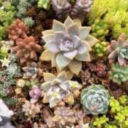 ヒメ日記 2025/05/10 07:41 投稿 かよ 吉原ファーストレディ