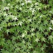 ヒメ日記 2025/05/11 11:36 投稿 かよ 吉原ファーストレディ