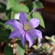 ヒメ日記 2025/05/14 22:48 投稿 かよ 吉原ファーストレディ