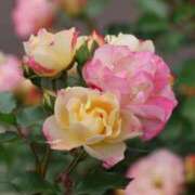 ヒメ日記 2025/05/15 21:46 投稿 かよ 吉原ファーストレディ