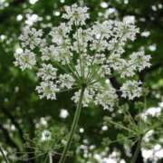 ヒメ日記 2025/05/18 13:28 投稿 かよ 吉原ファーストレディ