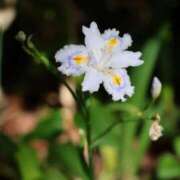 ヒメ日記 2025/05/20 22:36 投稿 かよ 吉原ファーストレディ