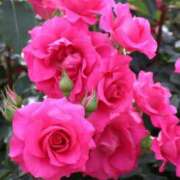 ヒメ日記 2025/05/22 20:03 投稿 かよ 吉原ファーストレディ