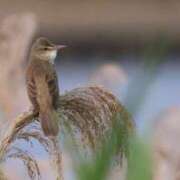 ヒメ日記 2025/05/28 23:56 投稿 かよ 吉原ファーストレディ