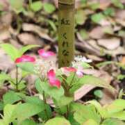 ヒメ日記 2025/05/30 10:06 投稿 かよ 吉原ファーストレディ