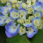 ヒメ日記 2025/06/08 12:16 投稿 かよ 吉原ファーストレディ