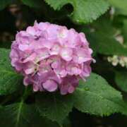 ヒメ日記 2025/06/10 15:26 投稿 かよ 吉原ファーストレディ