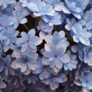 ヒメ日記 2025/06/10 20:16 投稿 かよ 吉原ファーストレディ