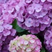 ヒメ日記 2025/06/11 18:46 投稿 かよ 吉原ファーストレディ