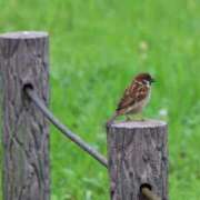 ヒメ日記 2025/06/12 08:08 投稿 かよ 吉原ファーストレディ