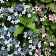 ヒメ日記 2025/06/12 19:46 投稿 かよ 吉原ファーストレディ