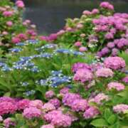 ヒメ日記 2025/06/20 22:27 投稿 かよ 吉原ファーストレディ