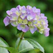 ヒメ日記 2025/06/21 22:59 投稿 かよ 吉原ファーストレディ