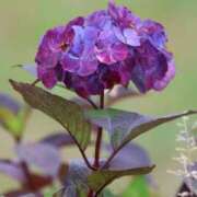 ヒメ日記 2025/06/25 21:34 投稿 かよ 吉原ファーストレディ