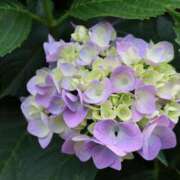 ヒメ日記 2025/06/27 08:33 投稿 かよ 吉原ファーストレディ